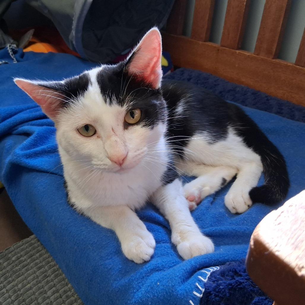 Enlarge Moo Moo, a Adoptable Domestic Short Hair in Middlebury, VT image 4/5