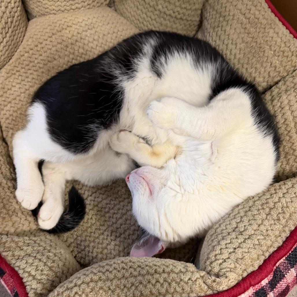 Enlarge Moo Moo, a Adoptable Domestic Short Hair in Middlebury, VT image 5/5