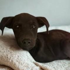 Enlarge Rumble, a Adoptable mixed breed in Fort Collins, CO image 1/6