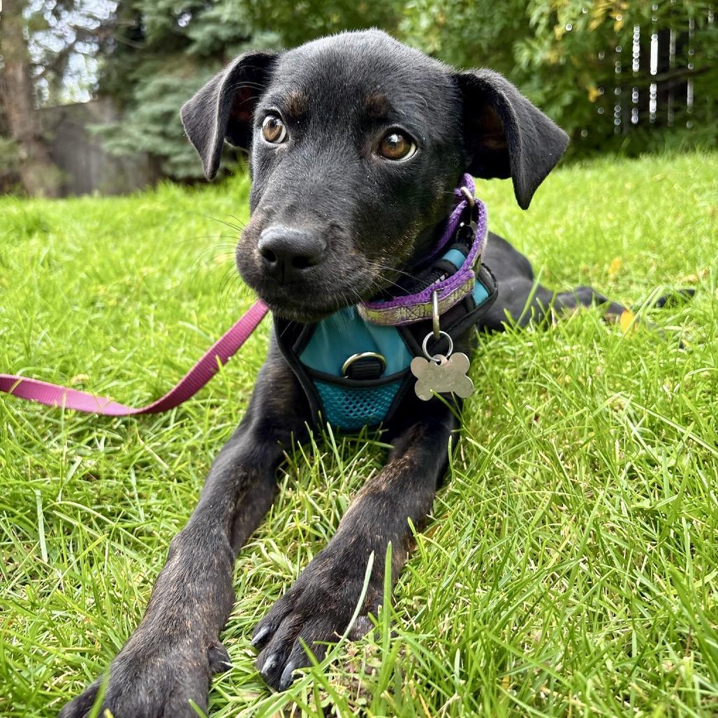 Enlarge Rumble, a Adoptable mixed breed in Fort Collins, CO image 2/6