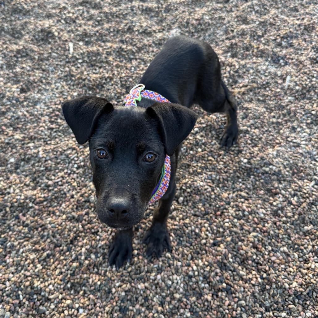 Enlarge Rumble, a Adoptable mixed breed in Fort Collins, CO image 3/6