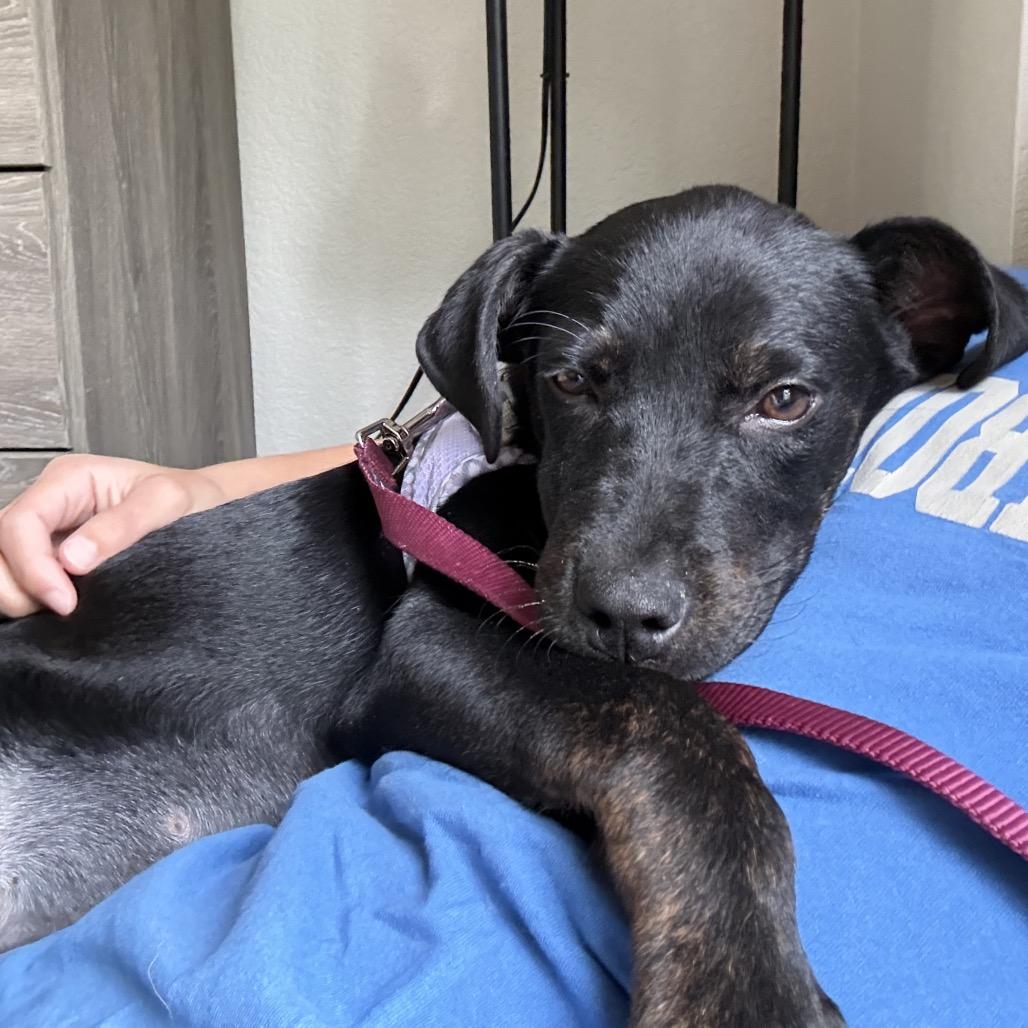 Enlarge Rumble, a Adoptable mixed breed in Fort Collins, CO image 4/6