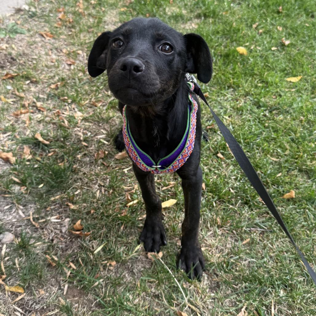 Enlarge Rumble, a Adoptable mixed breed in Fort Collins, CO image 5/6