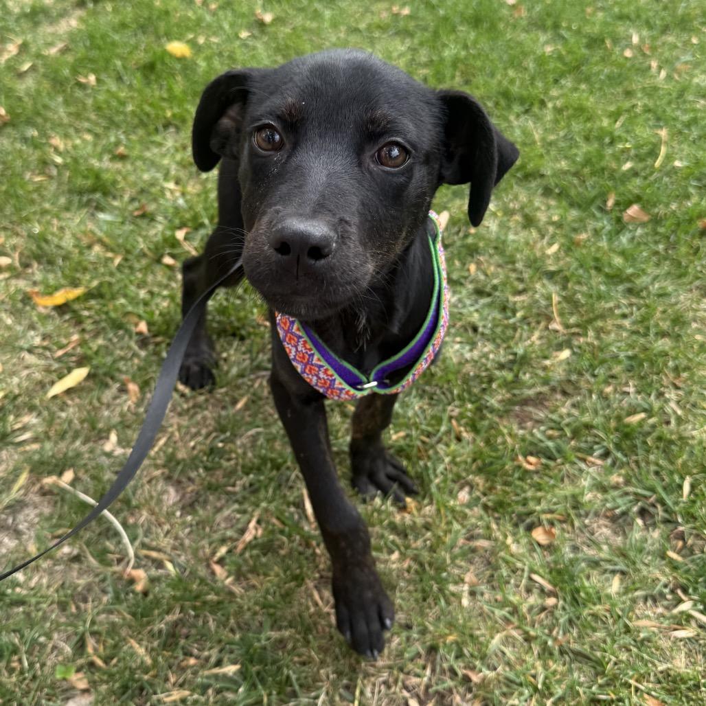 Enlarge Rumble, a Adoptable mixed breed in Fort Collins, CO image 6/6