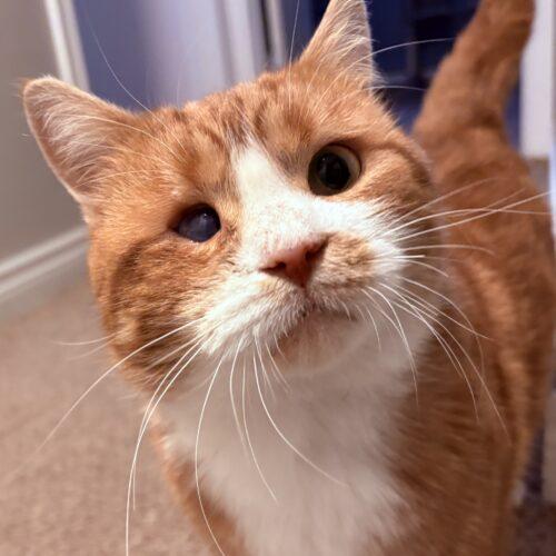 Enlarge Quintin B. Squintin, a Adoptable Domestic Short Hair in Toronto, ON image 2/5