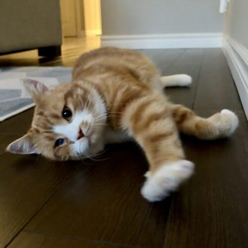 Enlarge Quintin B. Squintin, a Adoptable Domestic Short Hair in Toronto, ON image 3/5