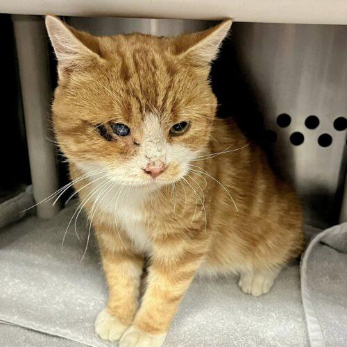 Enlarge Quintin B. Squintin, a Adoptable Domestic Short Hair in Toronto, ON image 4/5