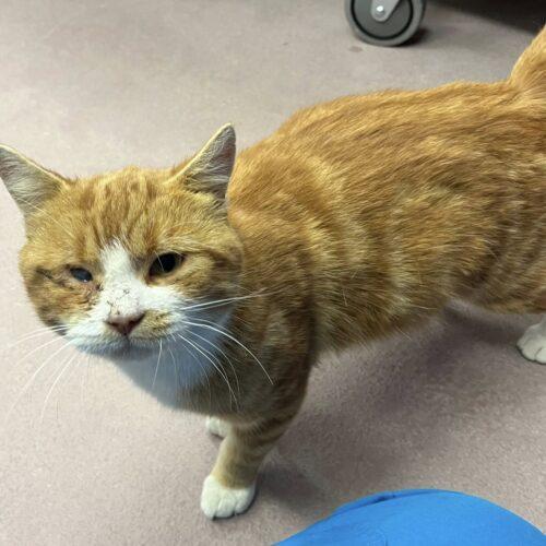 Enlarge Quintin B. Squintin, a Adoptable Domestic Short Hair in Toronto, ON image 5/5