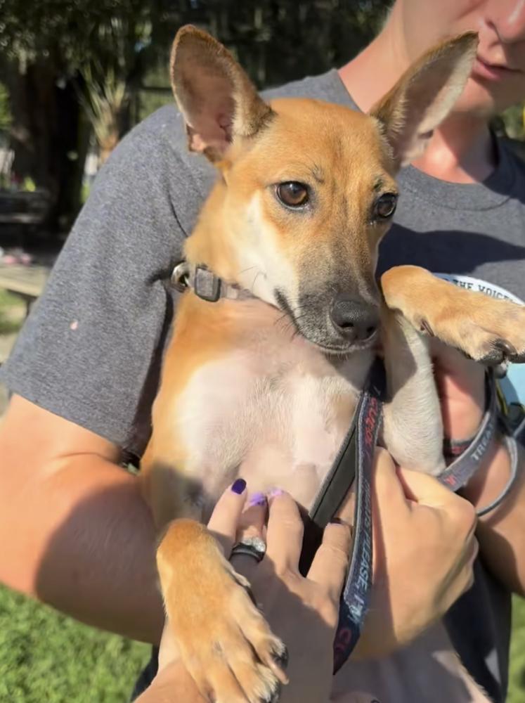 Kiro, a Adoptable mixed breed in Lakeland, FL image 1/4