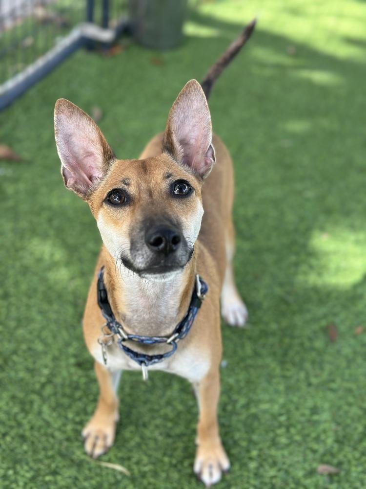 Kiro, a Adoptable mixed breed in Lakeland, FL image 2/4