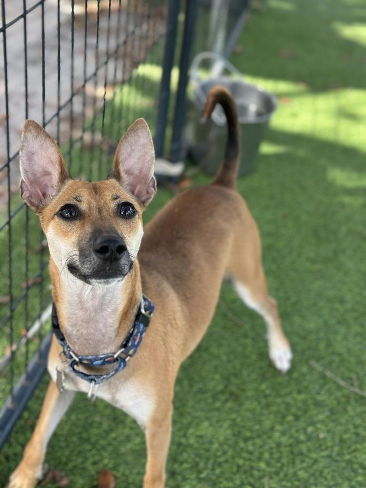 Kiro, a Adoptable mixed breed in Lakeland, FL image 3/4
