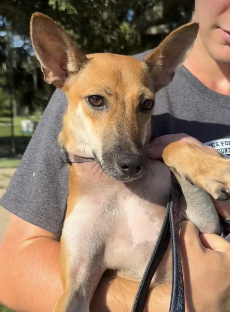 Kiro, a Adoptable mixed breed in Lakeland, FL image 4/4