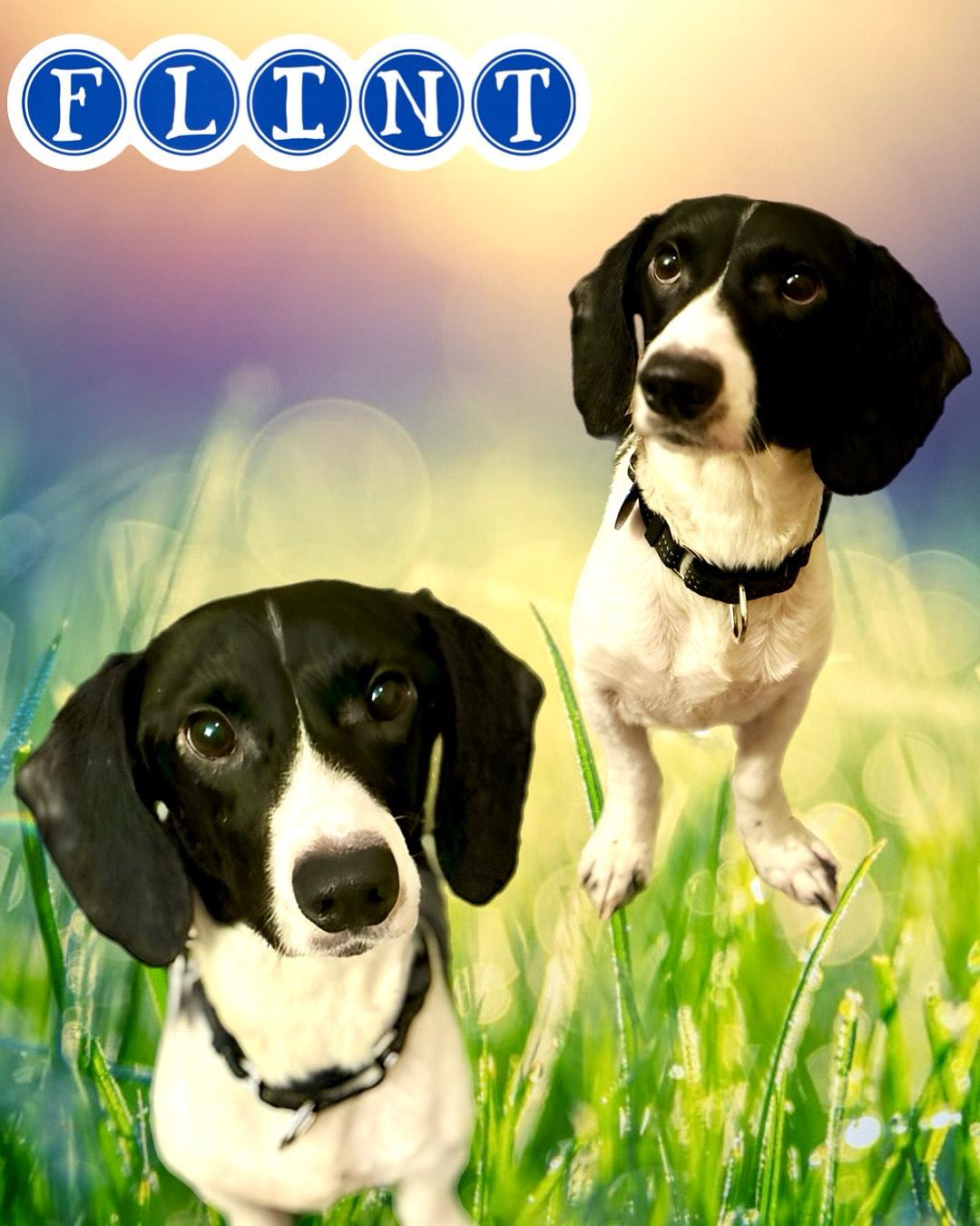 Flint, Young Male Beagle