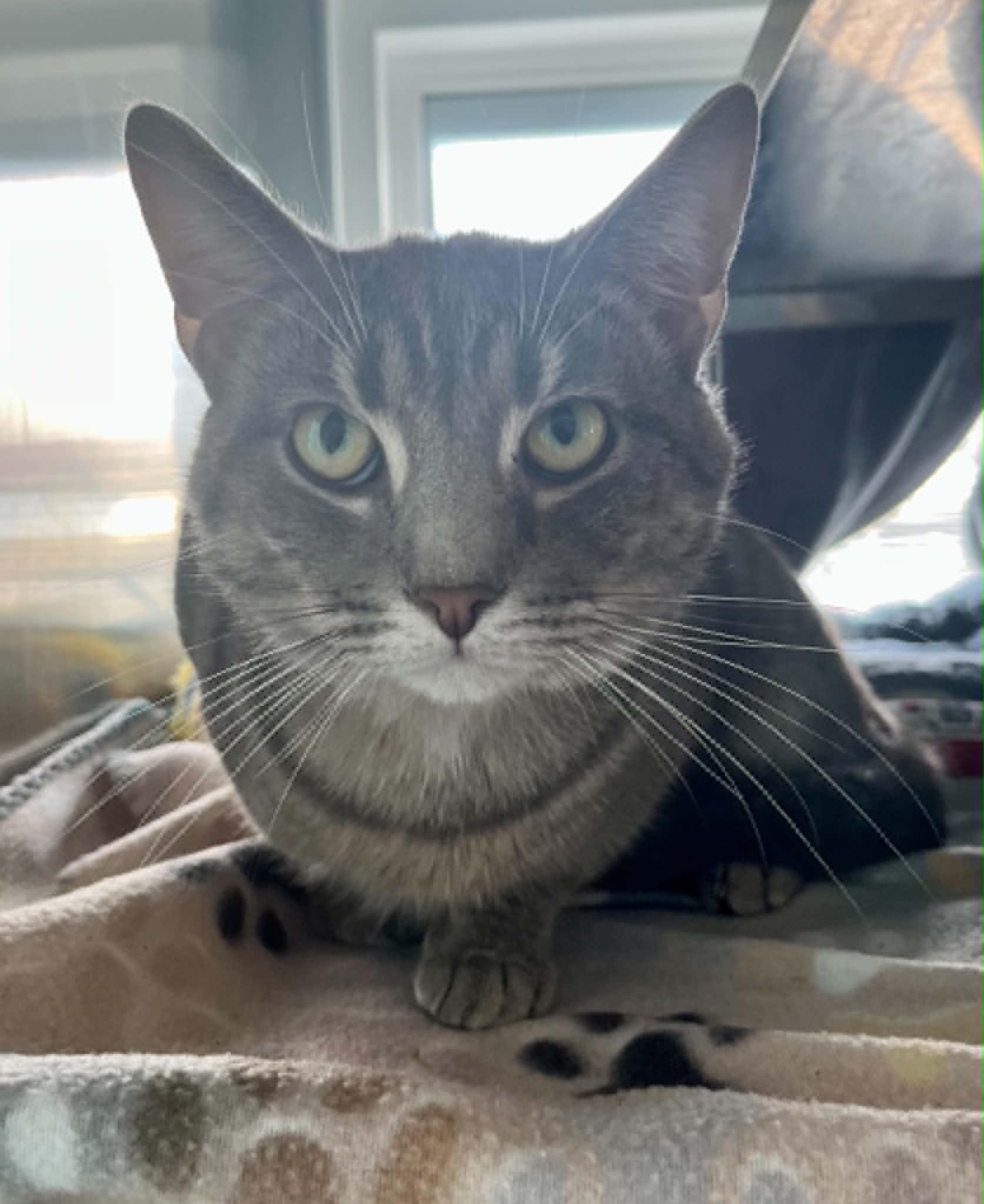 Calvin, Adoptable, Adult Male Domestic Short Hair.