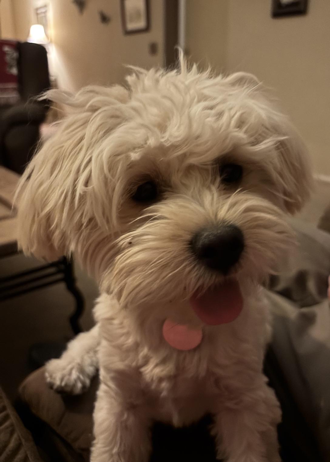 Enlarge Jack, a ADOPTABLE Shih poo in Chandler, AZ image 3/3