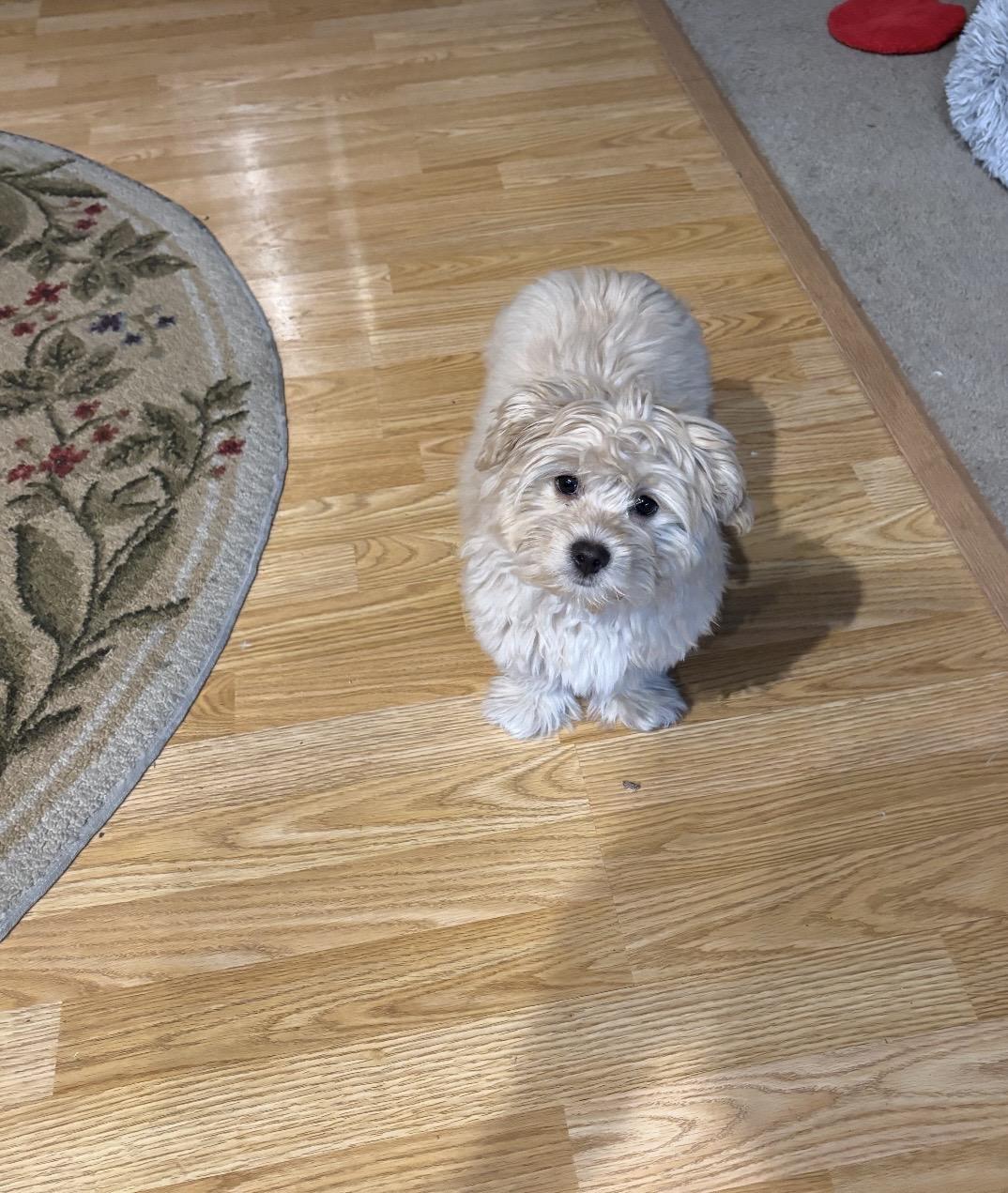 Enlarge Jack, a ADOPTABLE Shih poo in Chandler, AZ image 2/3