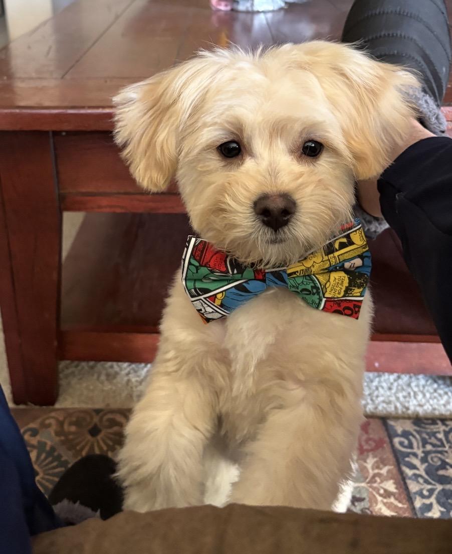 Jack, ADOPTABLE, Young Male Shih poo.