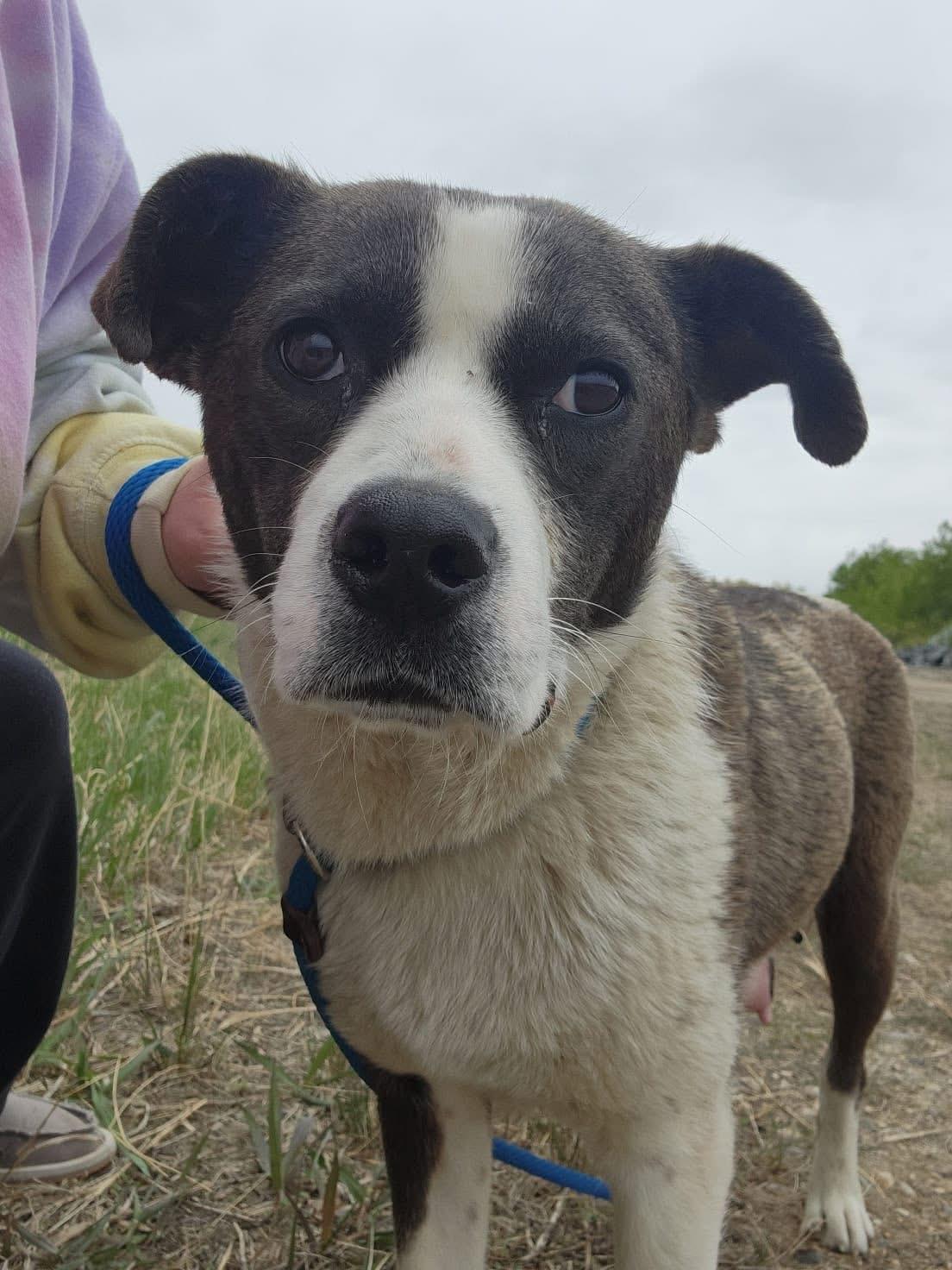 Rosey, an adoptable Labrador Retriever in Humboldt , SK, S0K 2A0 | Photo Image 3