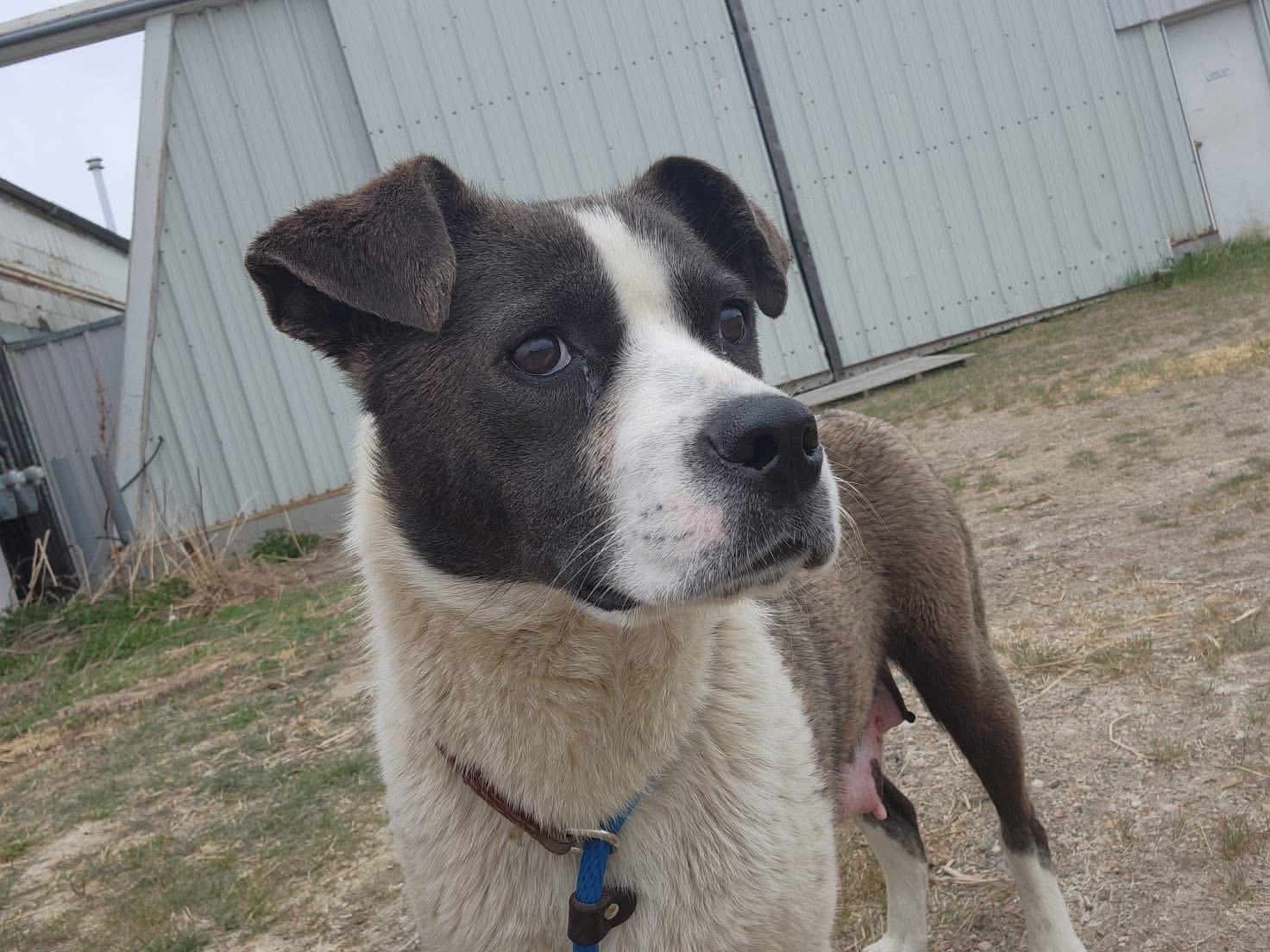 Rosey, an adoptable Labrador Retriever in Humboldt , SK, S0K 2A0 | Photo Image 4