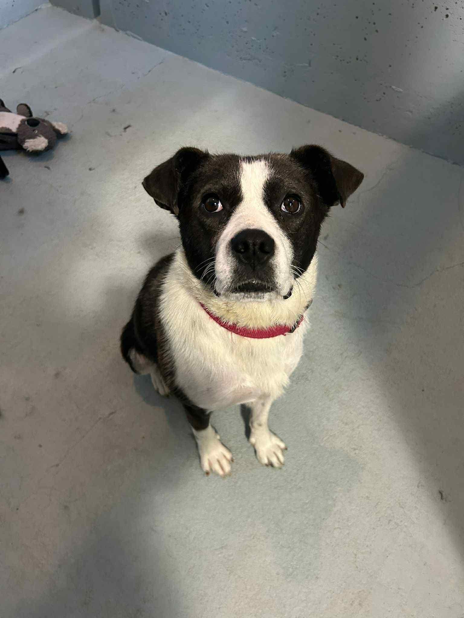 Rosey, an adoptable Labrador Retriever in Humboldt , SK, S0K 2A0 | Photo Image 2
