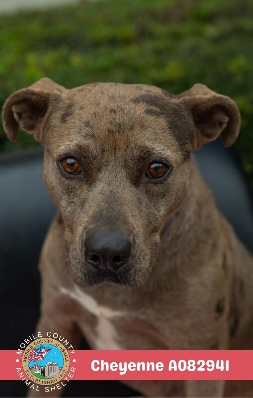 Cheyenne, Adoptable, Adult Female Catahoula Leopard Dog.