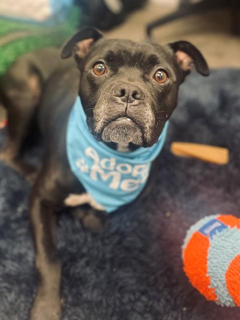 GEORGIE - IN FOSTER, Adoptable, Adult Male Boxer & Mixed Breed.