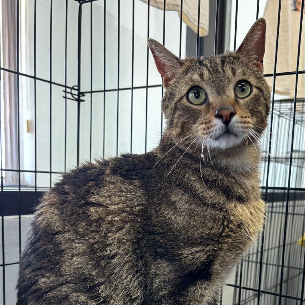 Charles, Adoptable, Adult Male Domestic Short Hair.