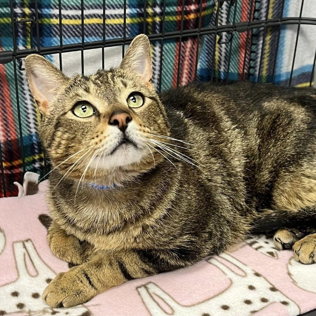 Enlarge Charles, a Adoptable Domestic Short Hair in Hamburg, NY image 2/2