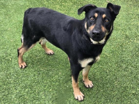 Enlarge MAGDA, a Adoptable mixed breed in Van Nuys, CA image 1/1