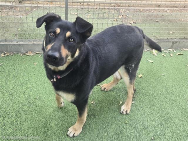 MAGDA, Adoptable, Adult Female Rottweiler & Mixed Breed.