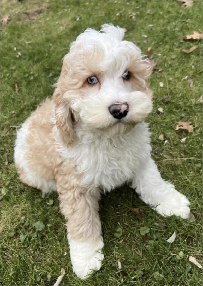 Enlarge Rocky, a ADOPTABLE Cockapoo in Toronto, ON image 4/6