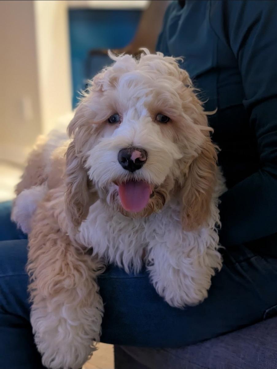 Enlarge Rocky, a ADOPTABLE Cockapoo in Toronto, ON image 1/6