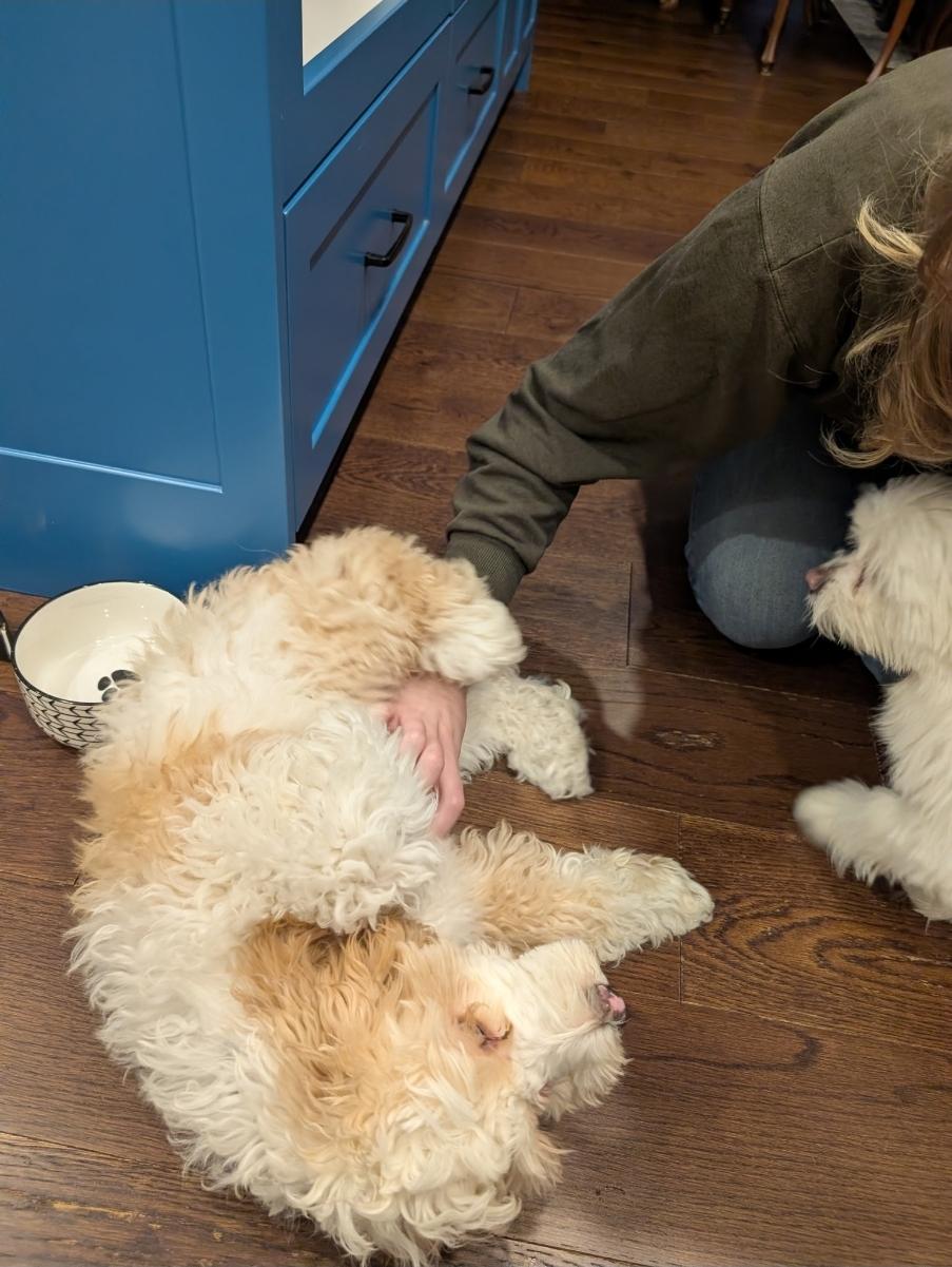 Enlarge Rocky, a ADOPTABLE Cockapoo in Toronto, ON image 2/6