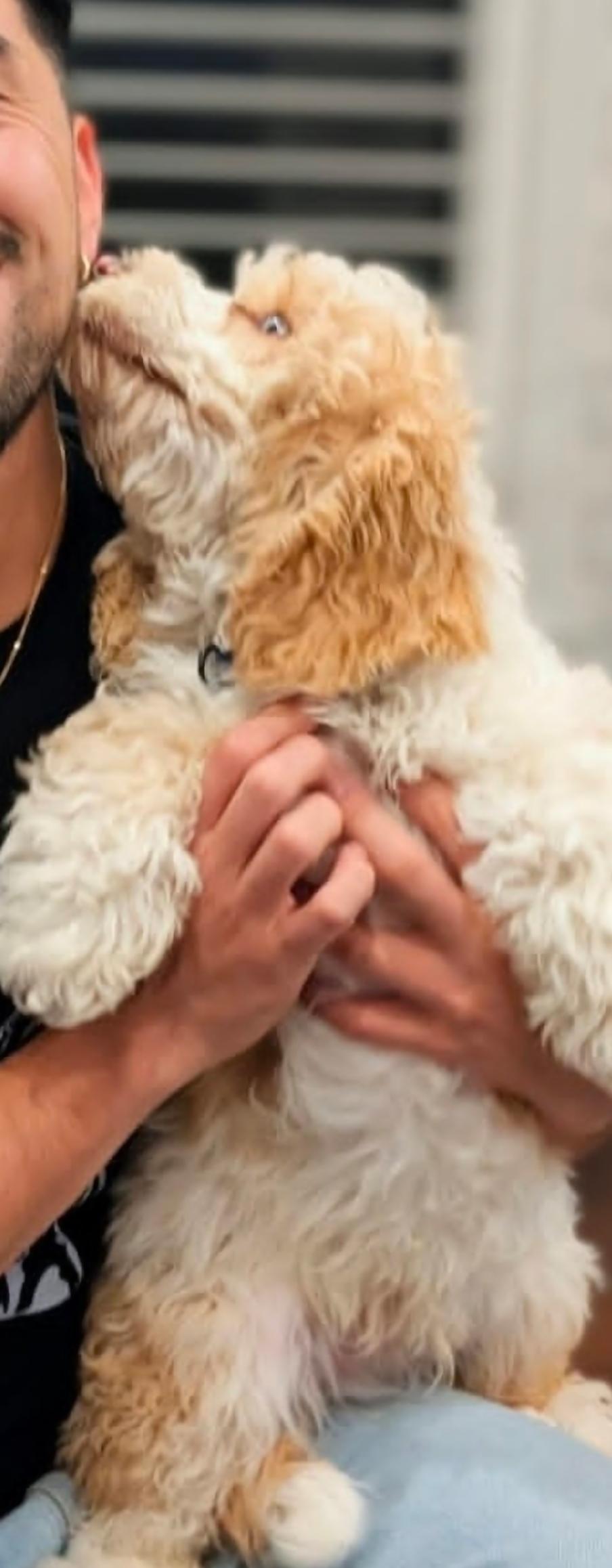 Enlarge Rocky, a ADOPTABLE Cockapoo in Toronto, ON image 5/6