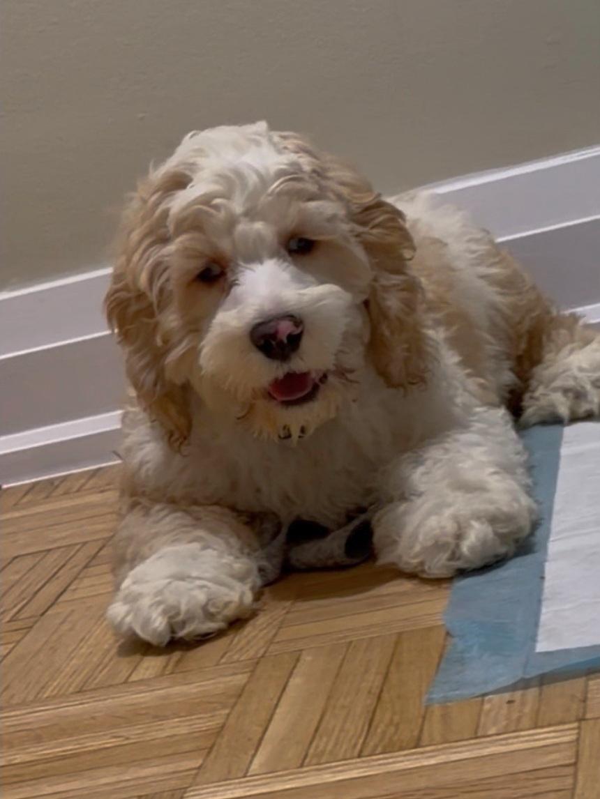 Enlarge Rocky, a ADOPTABLE Cockapoo in Toronto, ON image 6/6