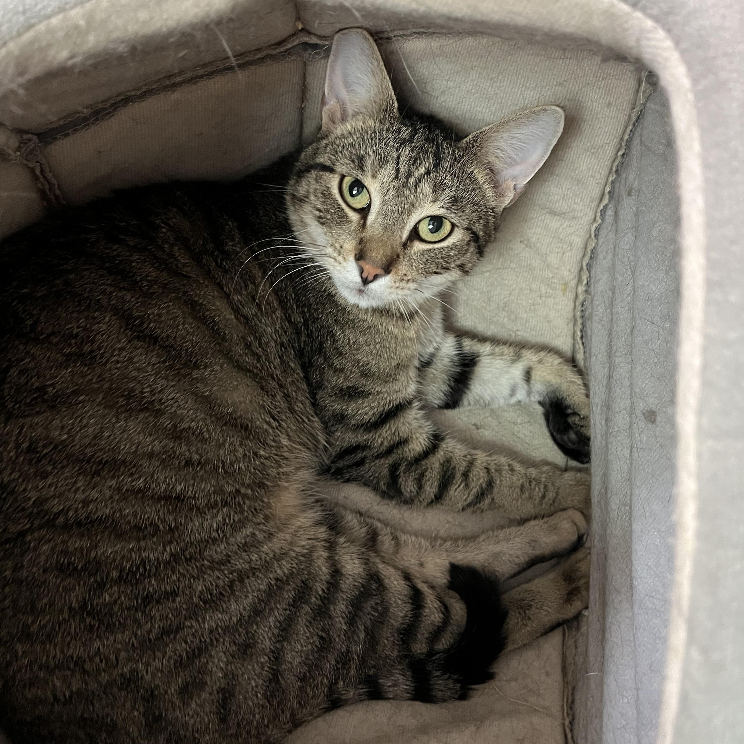 Enlarge Yale, a ADOPTABLE Domestic Short Hair in Salisbury, MA image 1/5