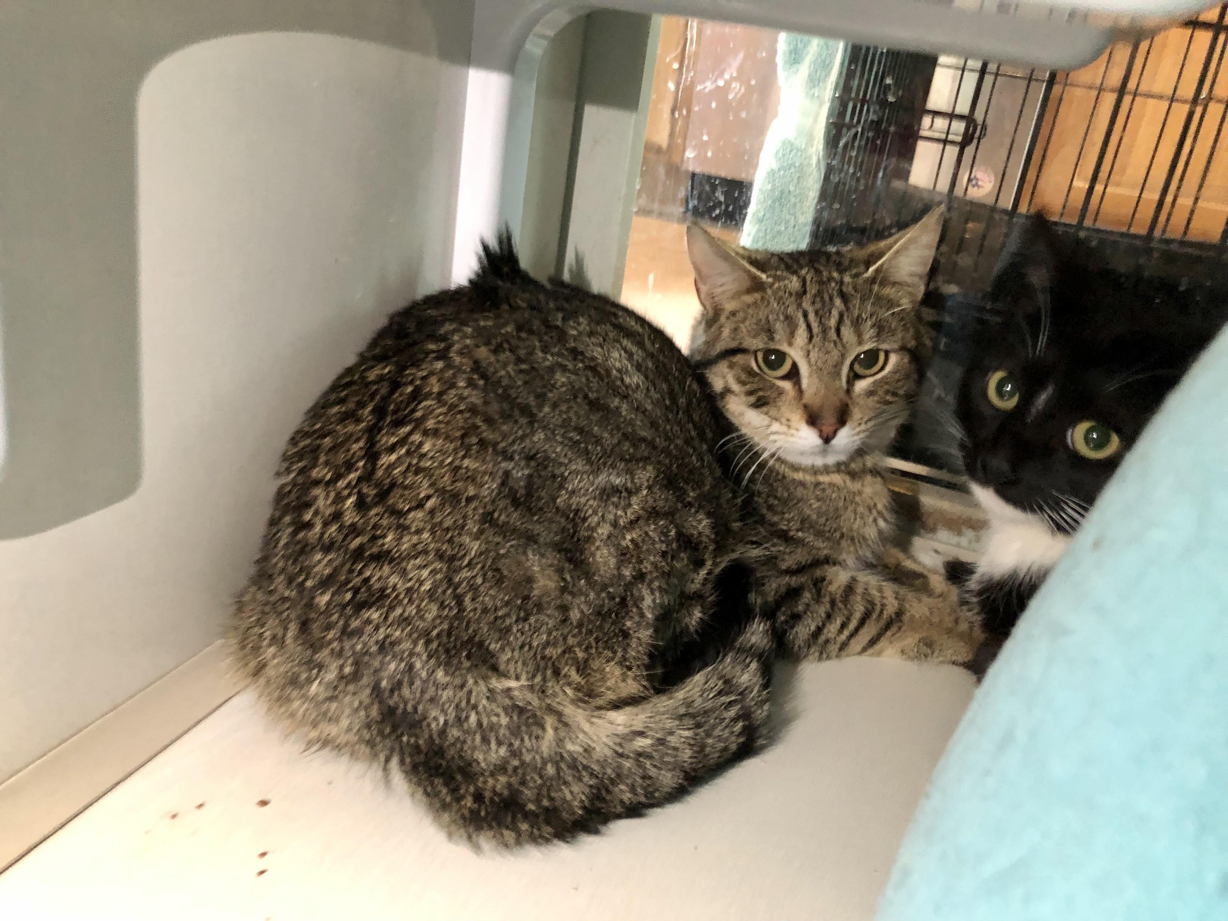 Enlarge Yale, a ADOPTABLE Domestic Short Hair in Salisbury, MA image 6/6