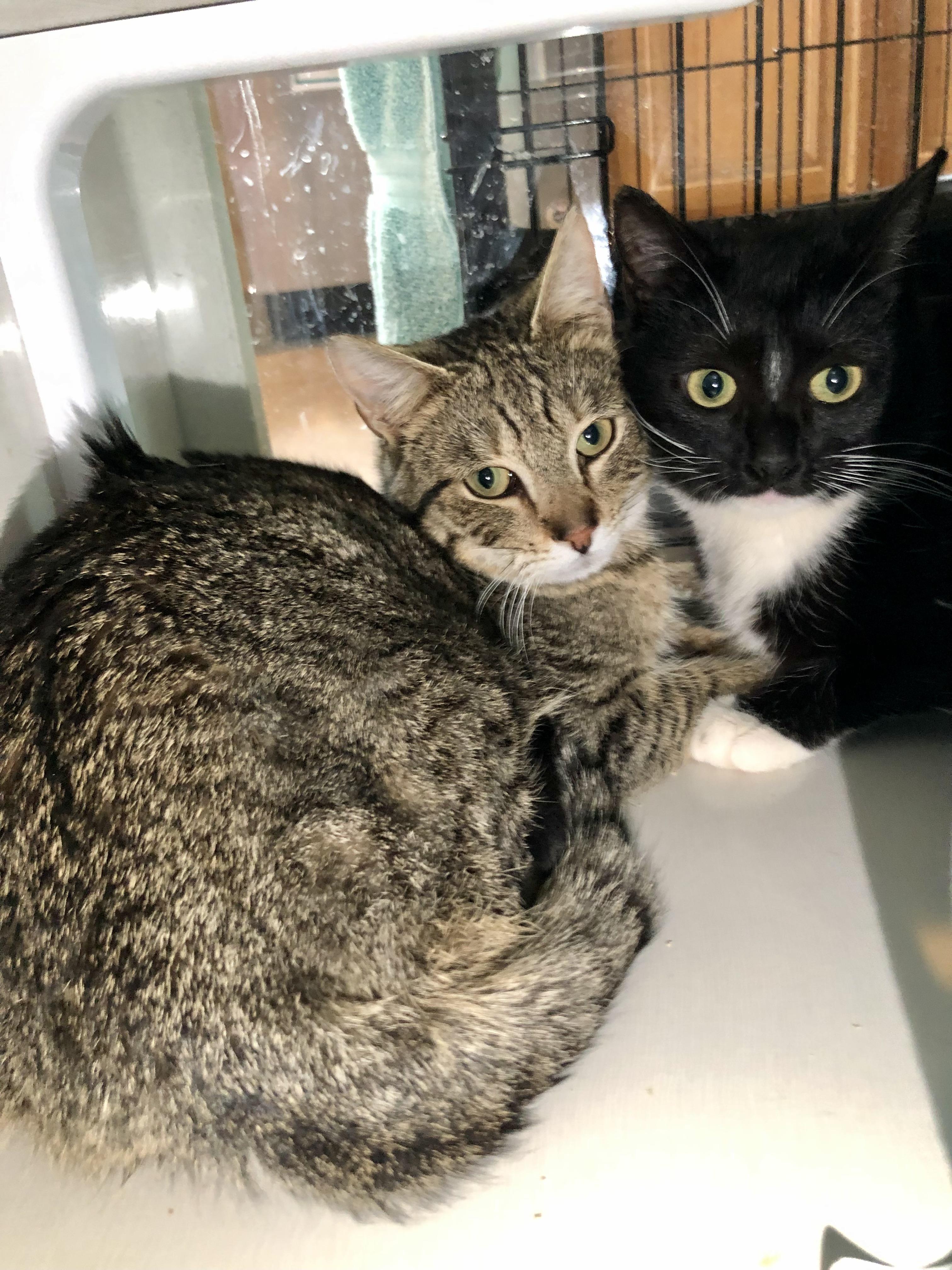 Enlarge Yale, a ADOPTABLE Domestic Short Hair in Salisbury, MA image 5/6