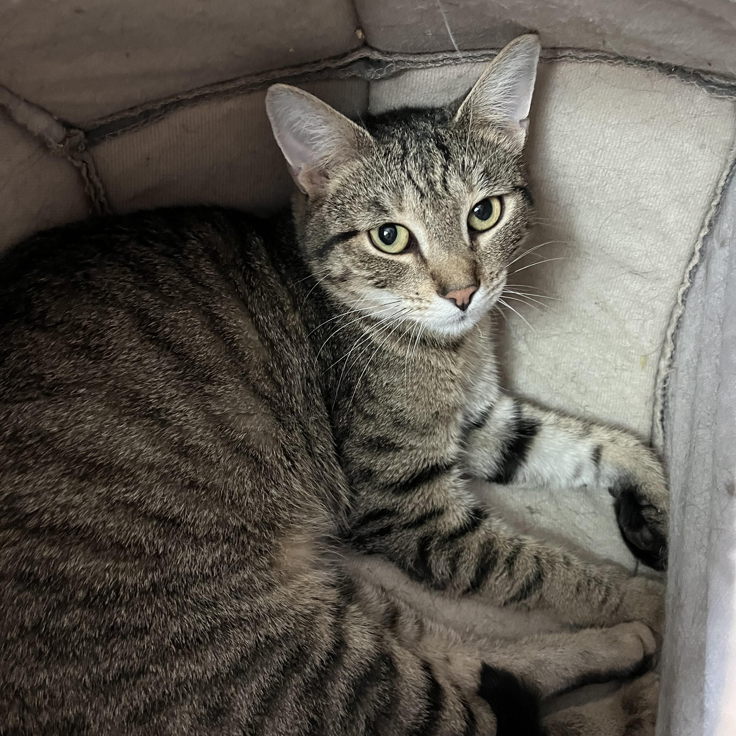 Enlarge Yale, a ADOPTABLE Domestic Short Hair in Salisbury, MA image 5/5