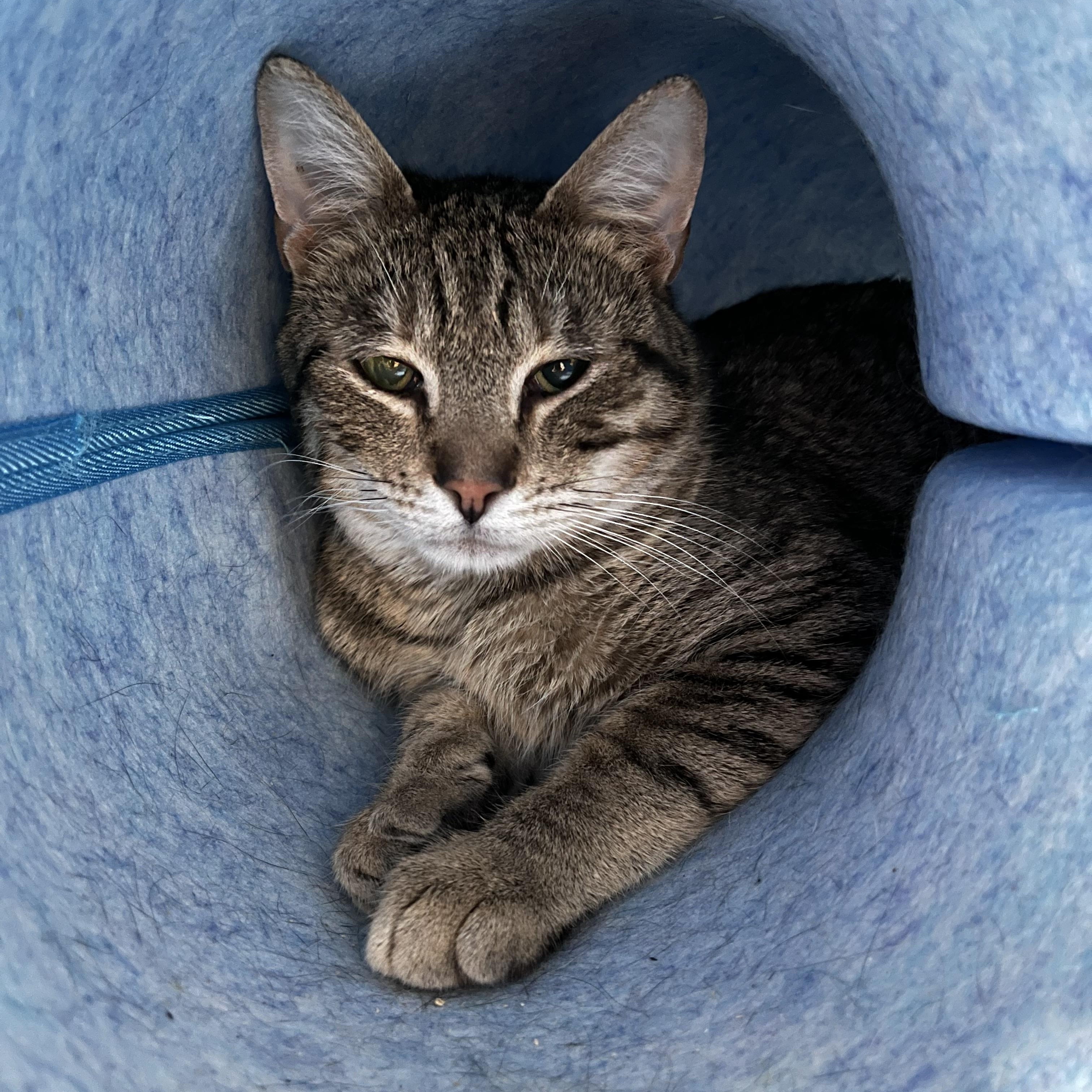 Yale, ADOPTABLE, Adult Male Domestic Short Hair.