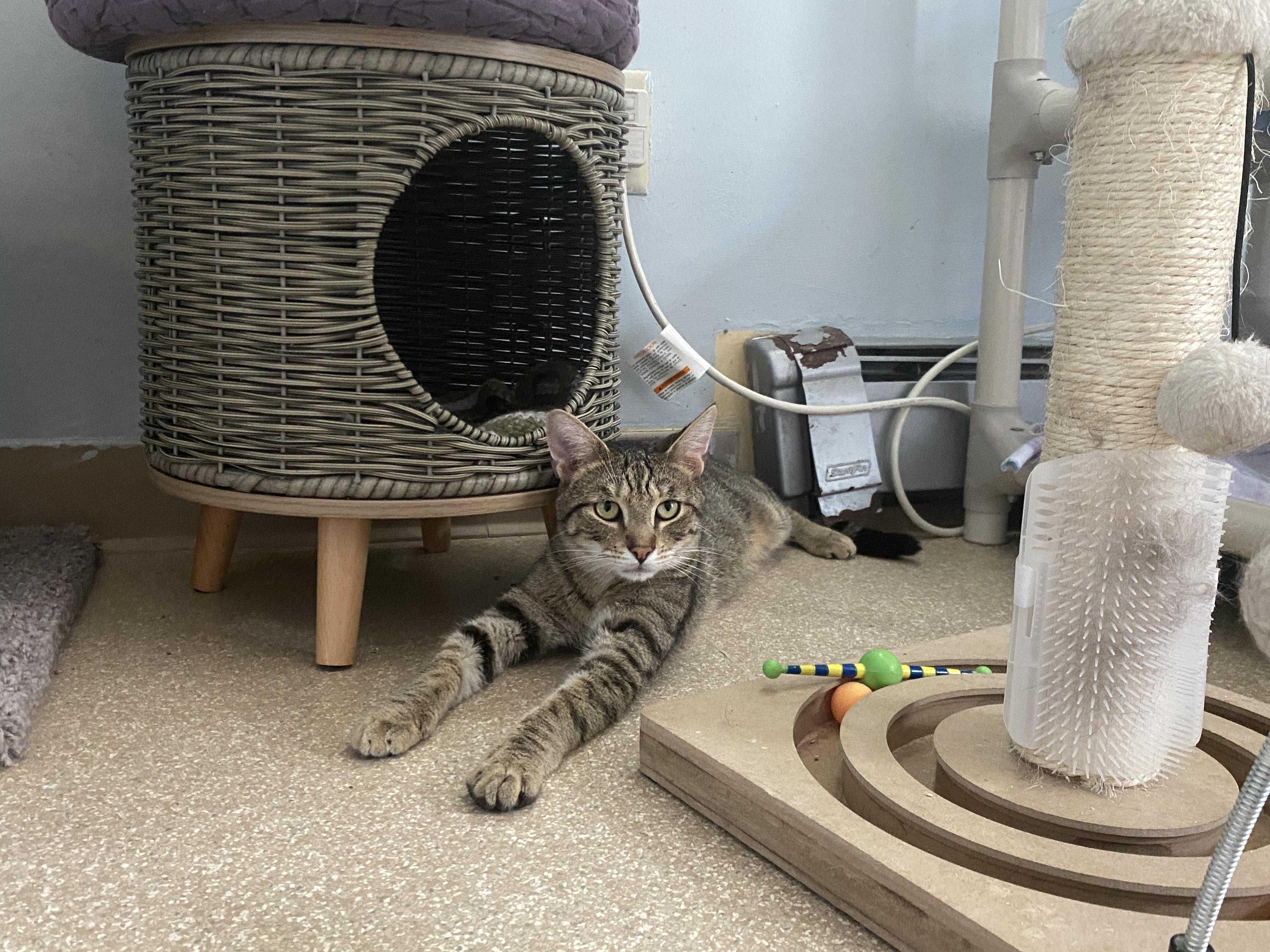 Yale, a ADOPTABLE Domestic Short Hair in Salisbury, MA image 1/6