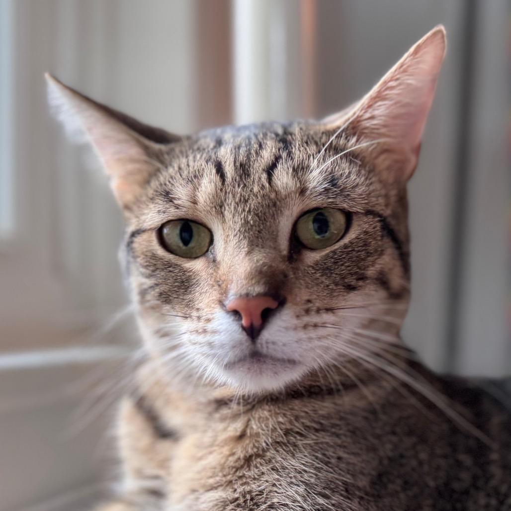 Enlarge Yale, a ADOPTABLE Domestic Short Hair in Salisbury, MA image 1/6