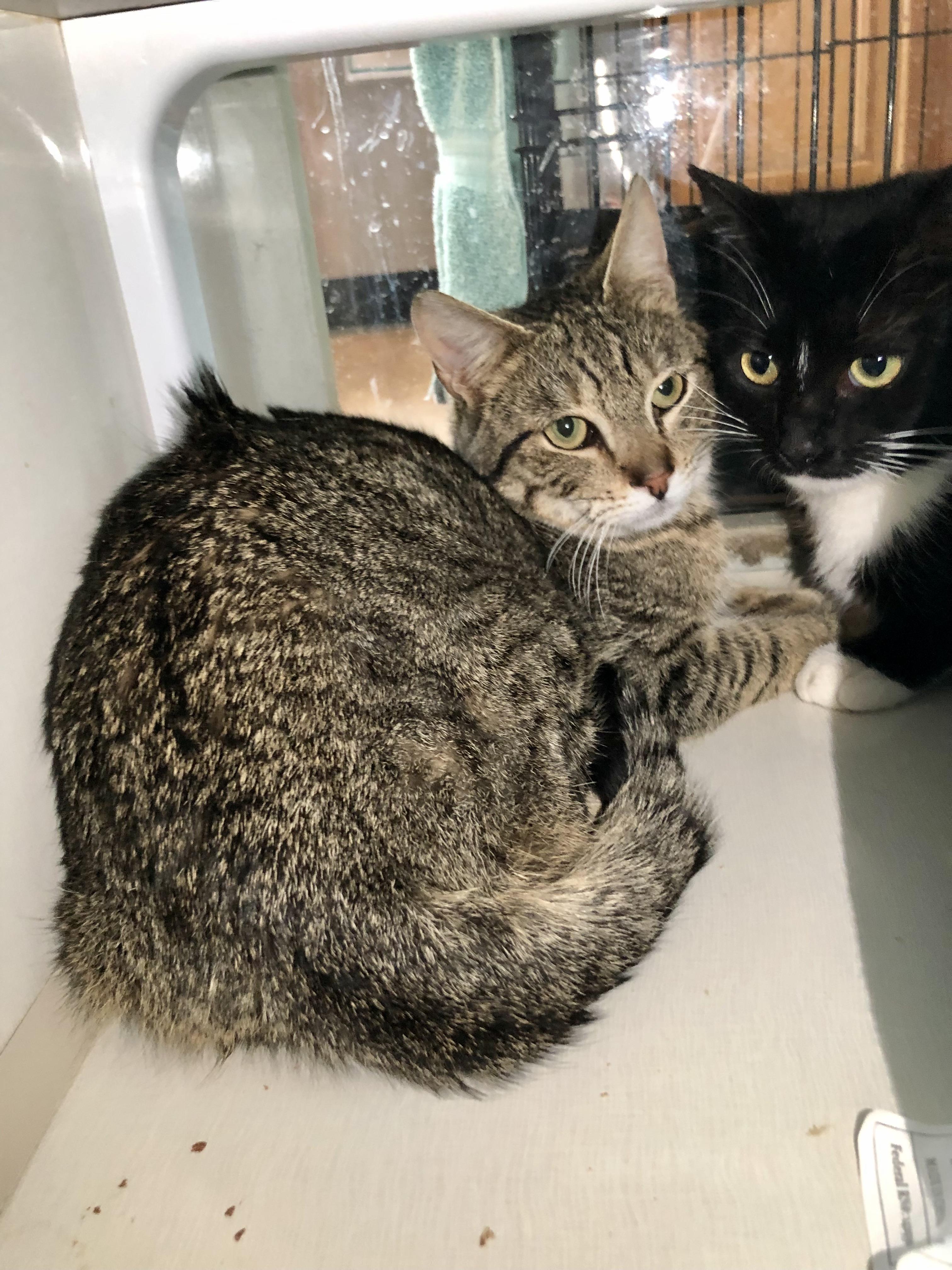 Enlarge Yale, a ADOPTABLE Domestic Short Hair in Salisbury, MA image 4/6