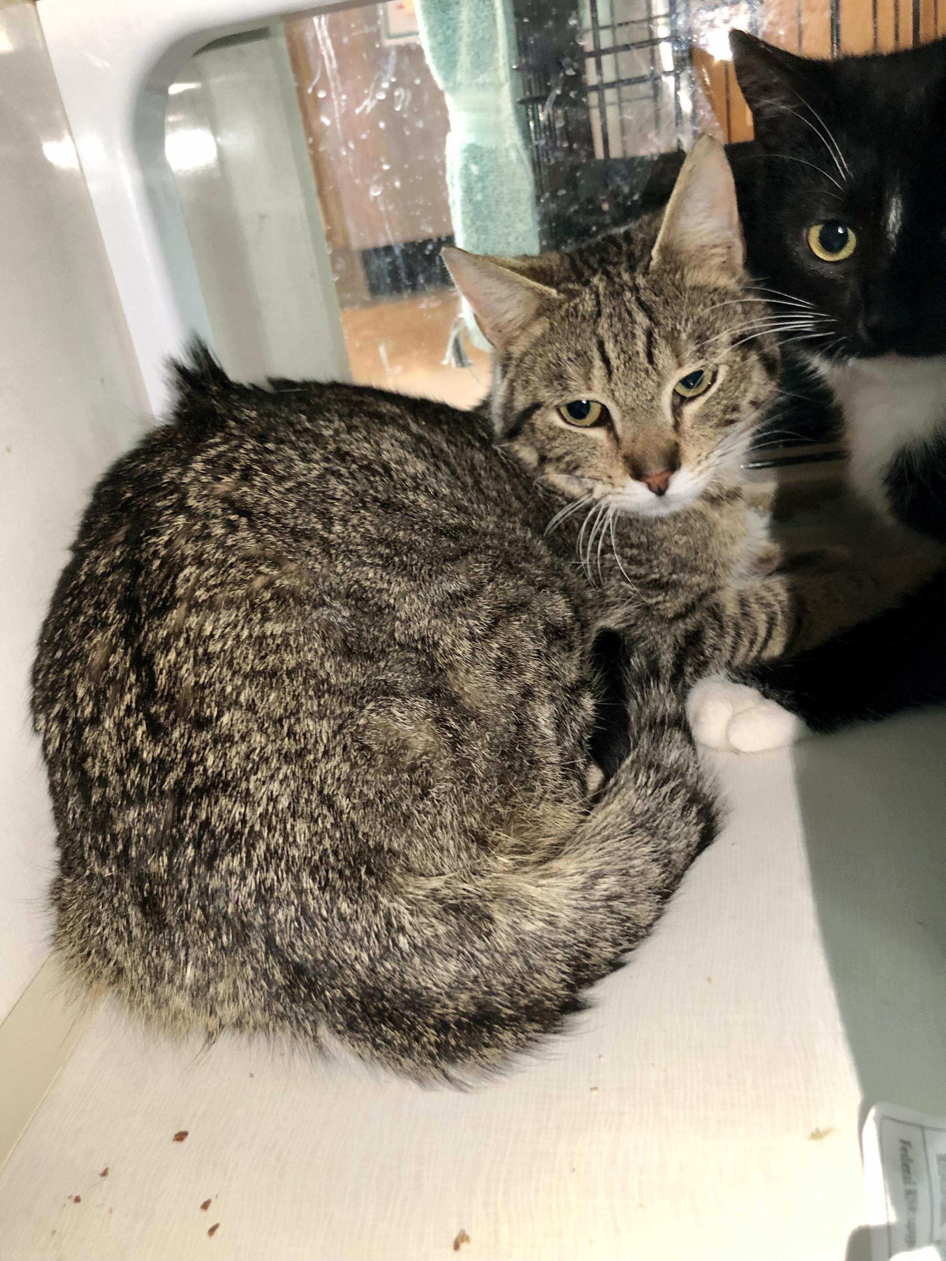 Enlarge Yale, a ADOPTABLE Domestic Short Hair in Salisbury, MA image 2/6