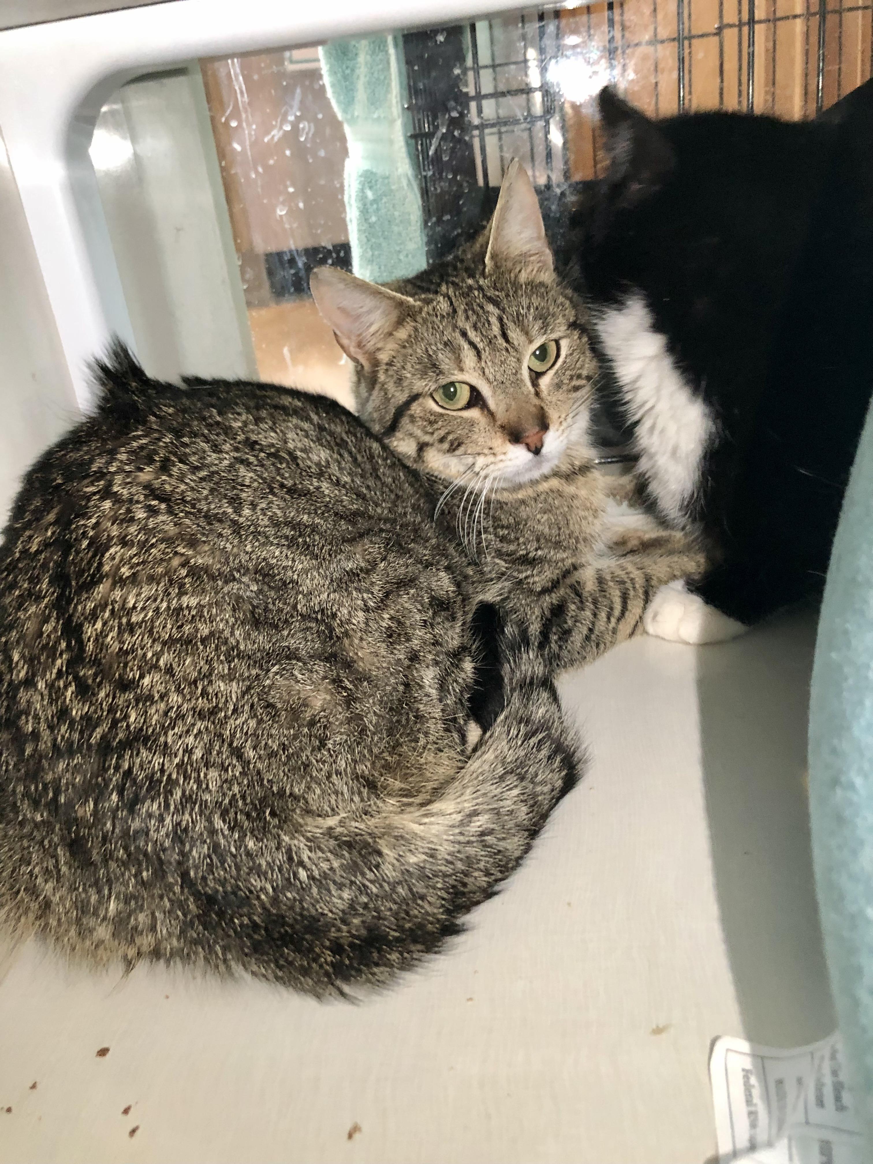 Enlarge Yale, a ADOPTABLE Domestic Short Hair in Salisbury, MA image 1/6