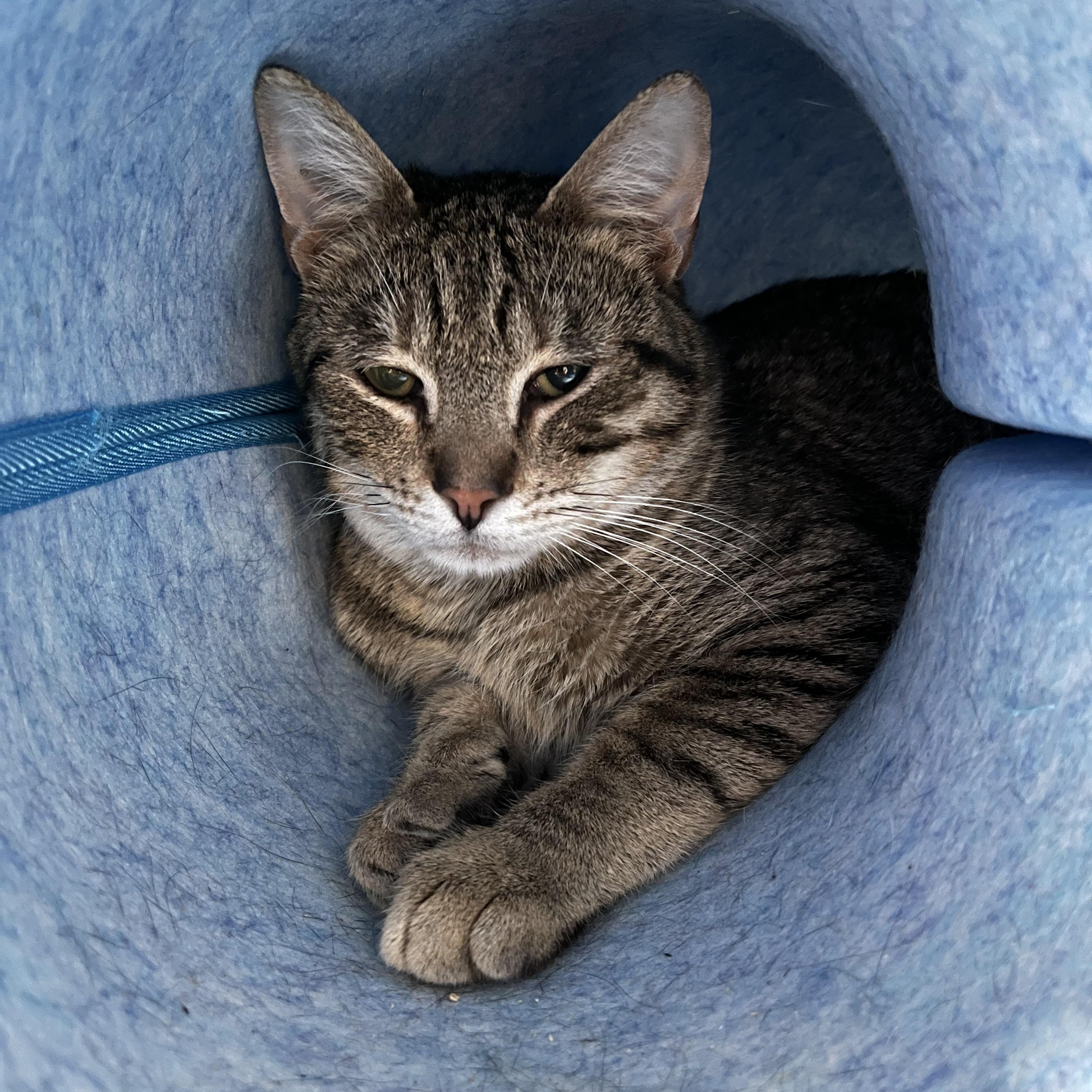 Enlarge Yale, a ADOPTABLE Domestic Short Hair in Salisbury, MA image 4/5