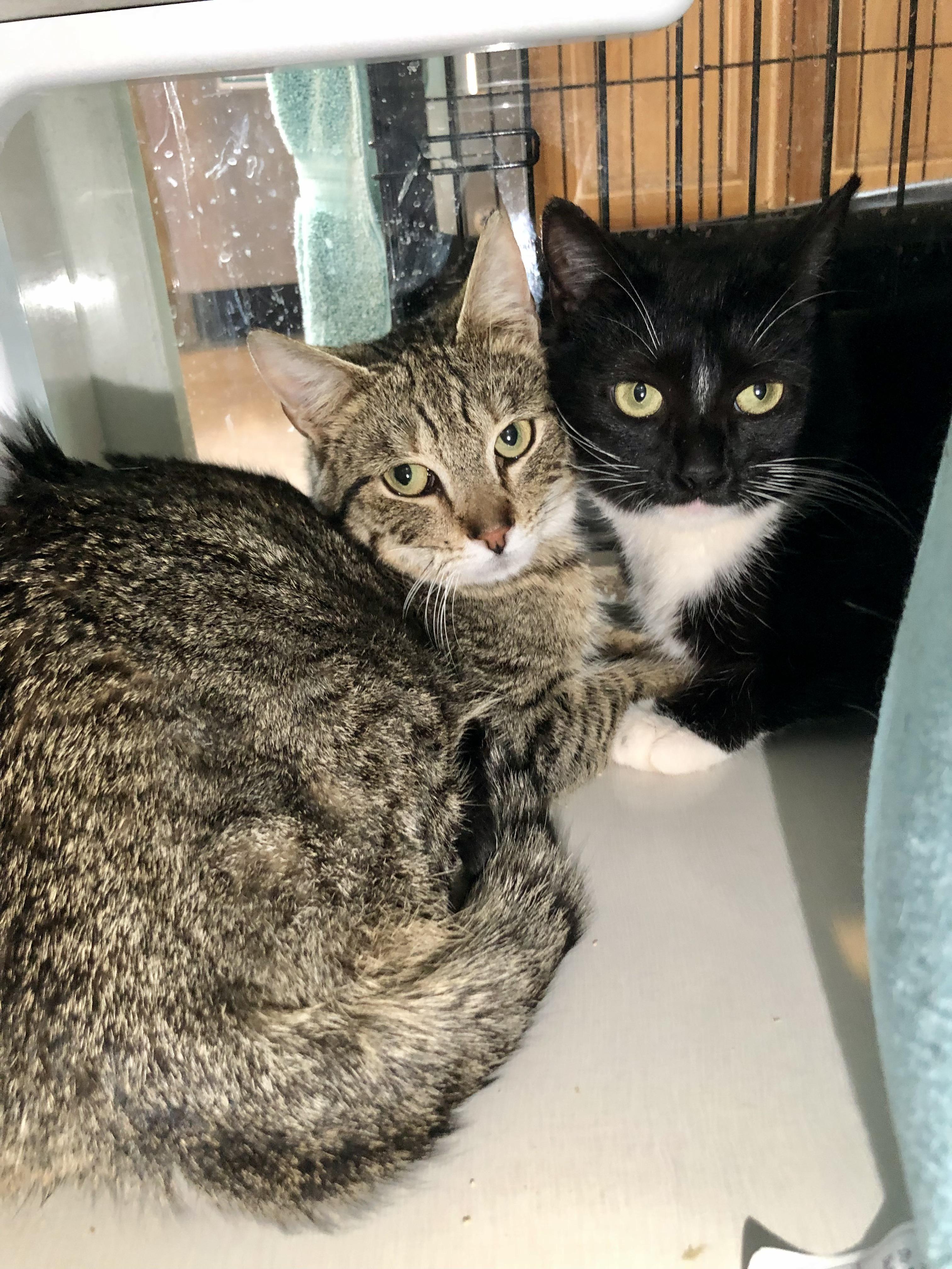 Enlarge Yale, a ADOPTABLE Domestic Short Hair in Salisbury, MA image 3/6