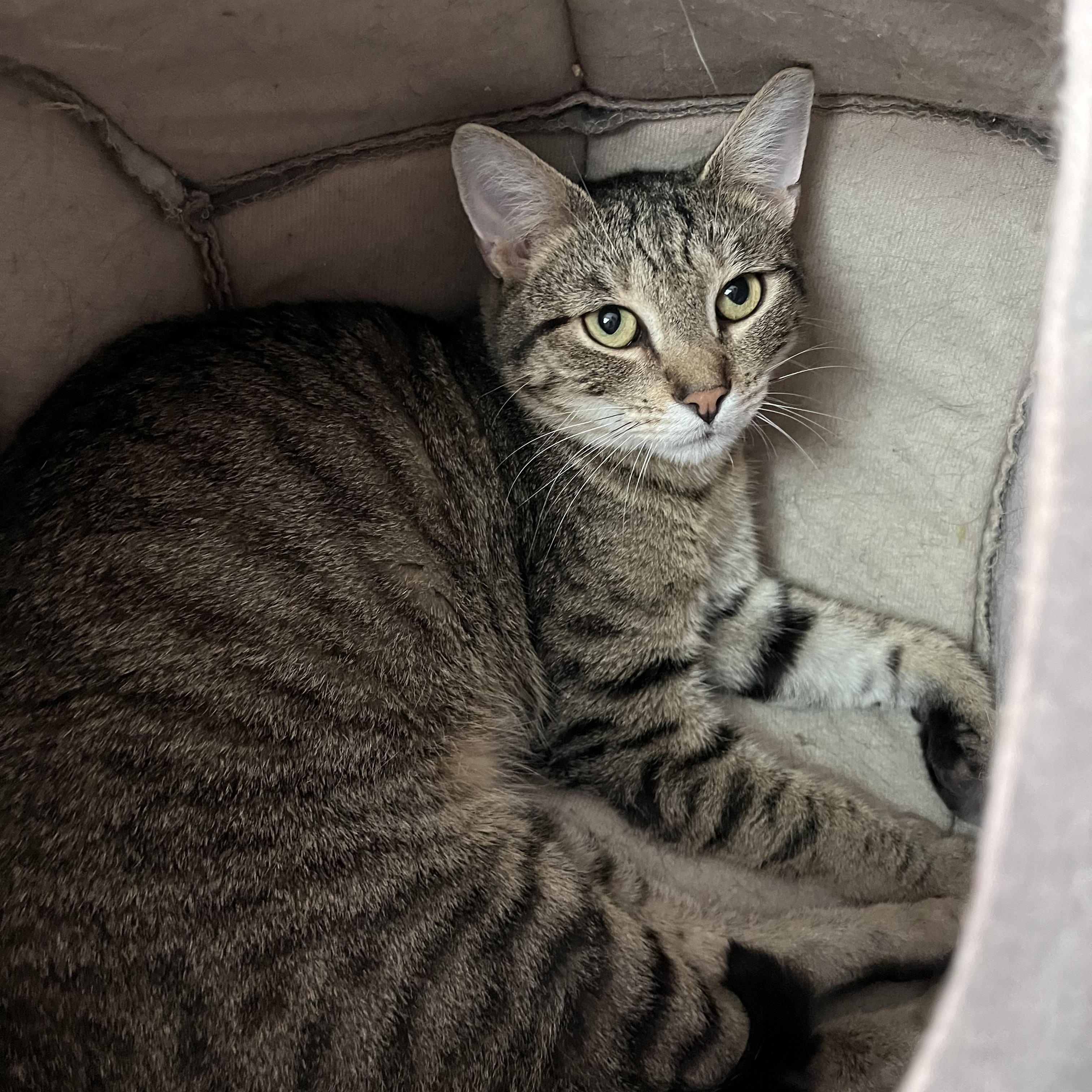 Enlarge Yale, a ADOPTABLE Domestic Short Hair in Salisbury, MA image 4/5