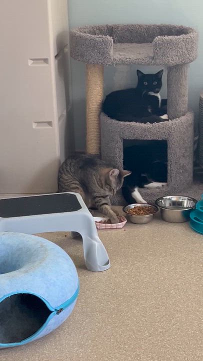 Enlarge Yale, a ADOPTABLE Domestic Short Hair in Salisbury, MA video 6/6