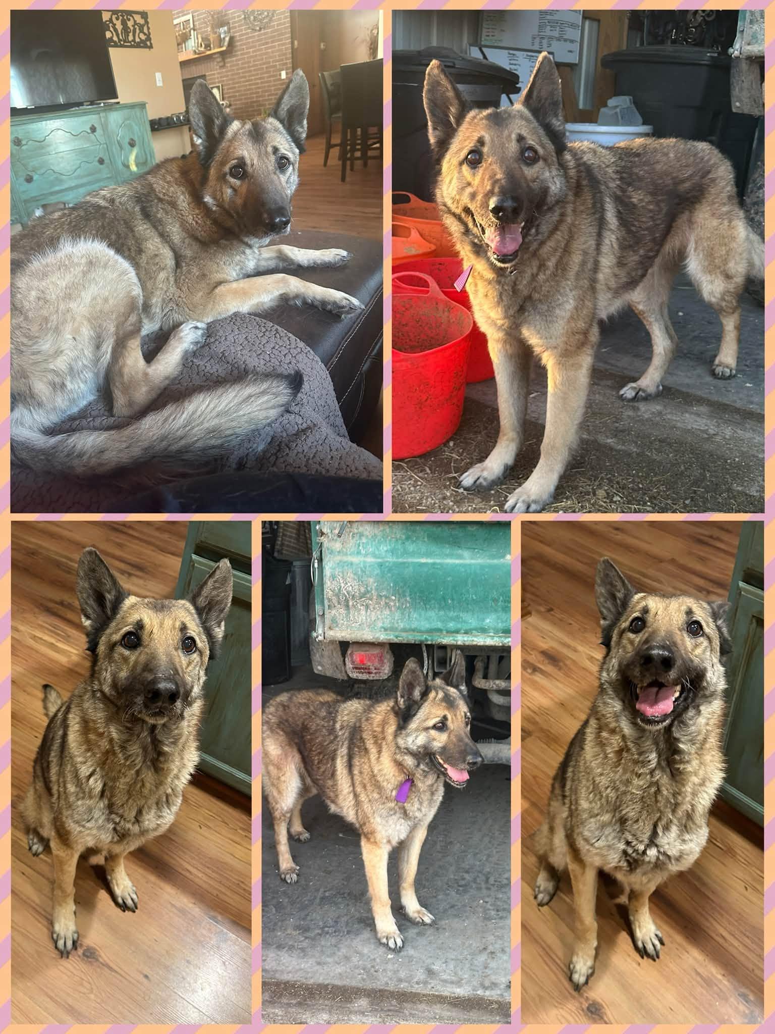 Scarlett, ADOPTABLE, Adult Female German Shepherd Dog.